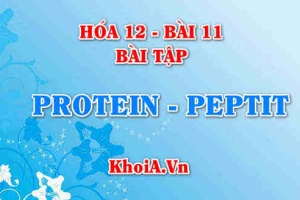 Bài tập về Peptit và Protein: Giải bài tập 1, 2, 3, 4. 5, 6 trang 55 SGK Hóa học 12 bài 11